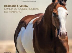 JGC Ranch leva elite da genética Quarto de Milha ao Leilão JBJ Ranch & Amigos