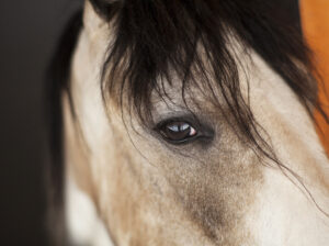 Alerta em São Paulo: mais de 30 casos de Potomac Horse Fever em cavalos