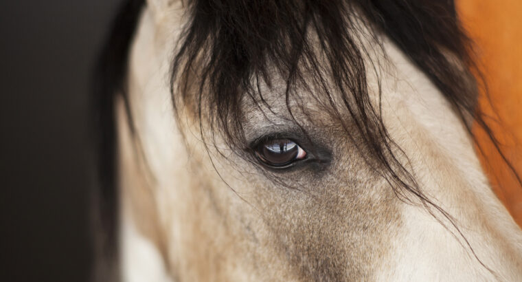 Alerta em São Paulo: mais de 30 casos de Potomac Horse Fever em cavalos