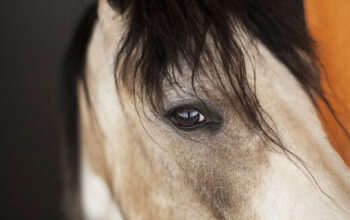 Alerta em São Paulo: mais de 30 casos de Potomac Horse Fever em cavalos