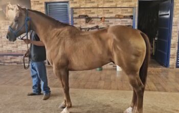 Quarto de milha – Rancho BR