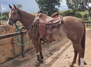 Uberaba Skipcat FRB – Fêmea pura