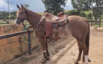 Uberaba Skipcat FRB – Fêmea pura