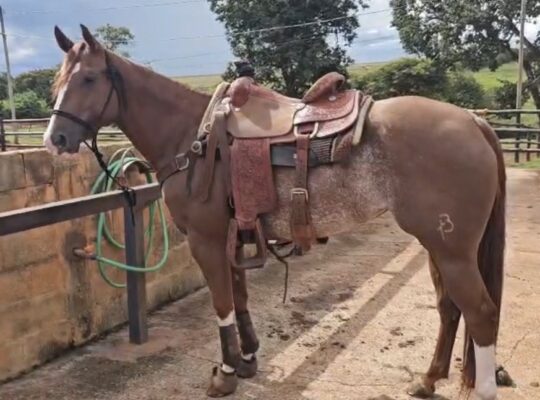 Uberaba Skipcat FRB – Fêmea pura