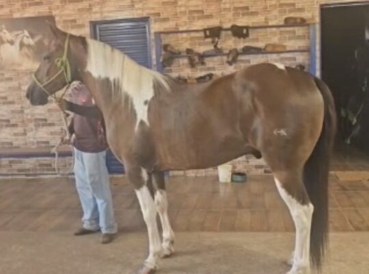 QM sem registro – 10 anos